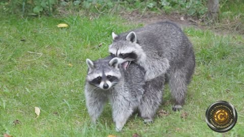 mating of raccoons is very rare footage
