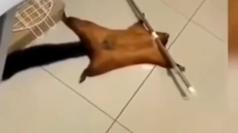 Flying Squirrel fakes his own death