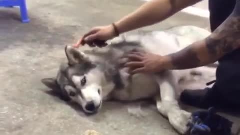 A dog lying on the floor.