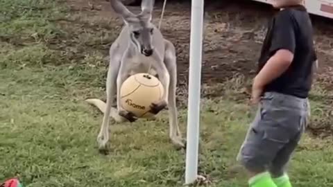 a kangaroo paly with ball