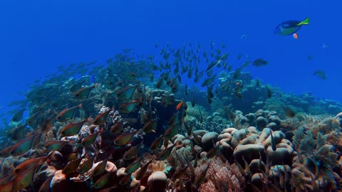 The Great Migration: Witnessing the Incredible Journey of Marine Life