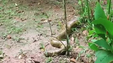 Sloth fearlessly crawls past an anaconda