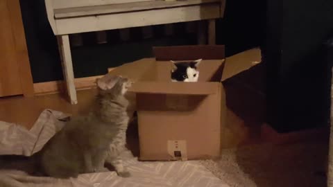 Funny Cats!