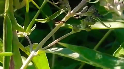 Garden Must Have - Praying Mantis Egg With Habitat #bugsales #prayingmantis #live