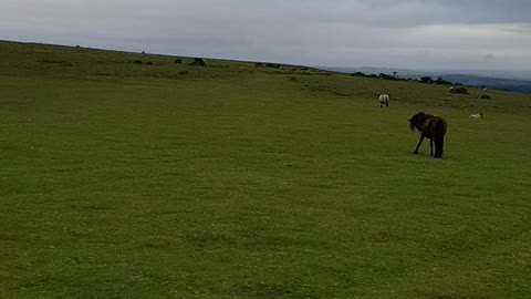 Wild ponies grazing . Dartmoor. June 2022