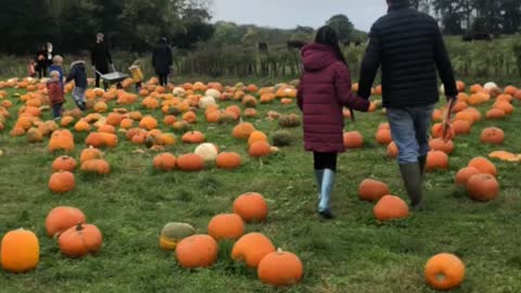 Picking Pumpkins