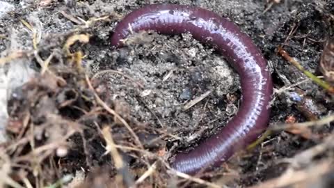 HOW EARTHWORMS DEFEND THEMSELVES_Cut