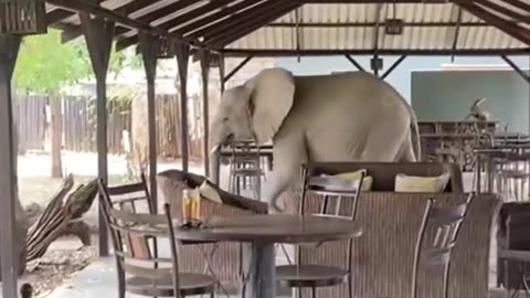 Elephants casually walk right through the middle of restaurant