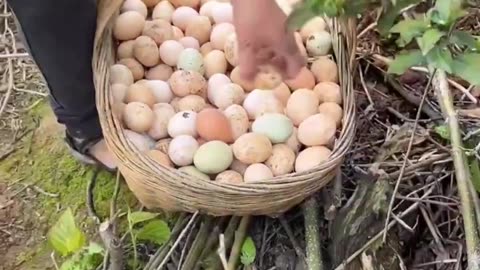 This woman has over 1000 wild chickens