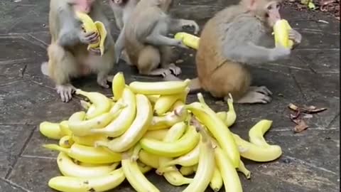 Banana feast funny monkey videos