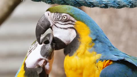 The best view of a parrot kissing his wife