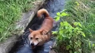 Clever Shiba Inu Finds The Perfect Place To Cool Off