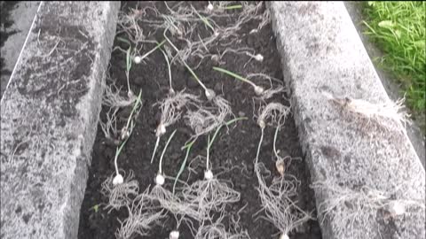 How to Plant garlic