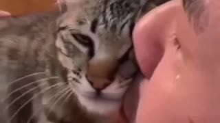 Cat Wants to Cuddle to his Warm Human Friend.