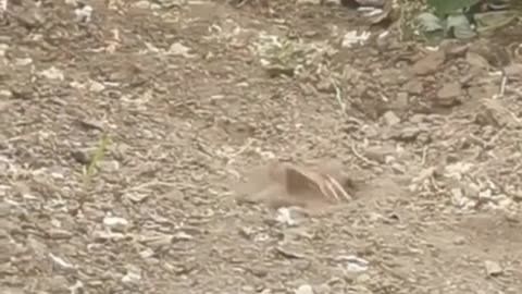 Sparrow in the sand bath