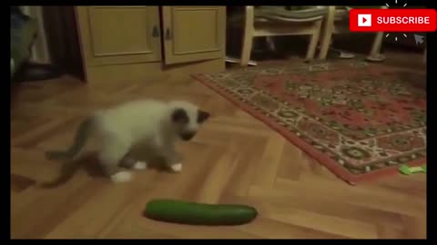cat vs cucumber