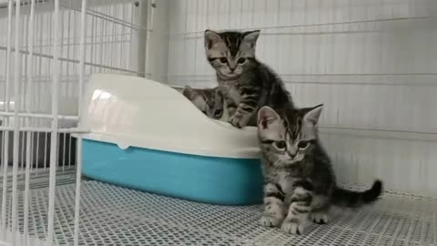 These three kittens are learning skills