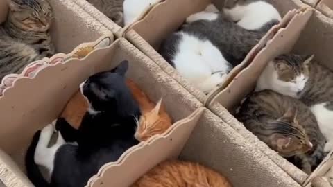 Adorable sleepy cats! Cute kittens & relaxing piano music 🐈🐈