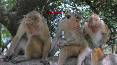 Funny monkeys1