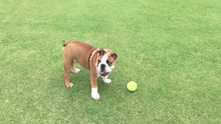 English Bulldog still learning how to fetch
