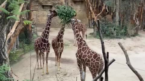 Fakt: Giraffen essen gerne Tannenbäume.