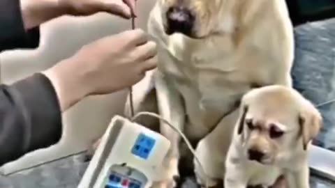 Mother Dog protect her little one | Emotional | Heart Touching | Mother Love