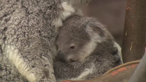 Koalas and Joeys