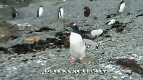 Penguins in Antarctica greet Russian Orthodox Patriarch