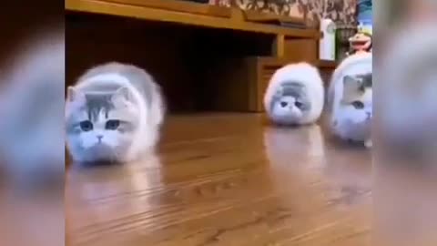 Baby Cats funny