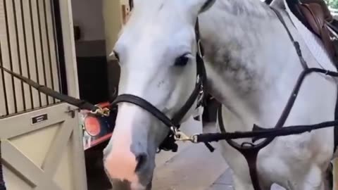 You Would Want a Horse After Finishing This Video - Funny and Cute Horse Video