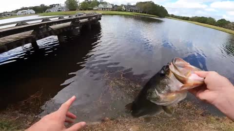 This POND is LOADED w/ GIANT Bass (Bank Fishing)
