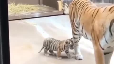 cute baby tiger