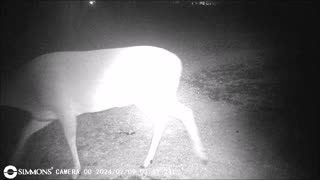 Backyard Trail Cams - One Night in the Garden - Possums and Deer