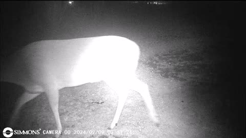 Backyard Trail Cams - One Night in the Garden - Possums and Deer