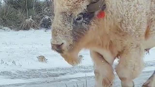 White Buffalo Calf Alive and Well