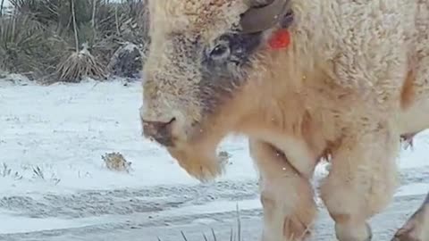 White Buffalo Calf Alive and Well