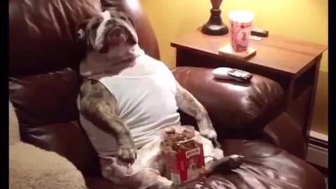 Bulldog watches TV with his favorite snack