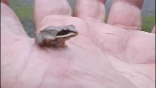 Tiny Frog