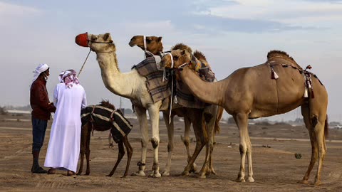 Saudi Arabia | The Line