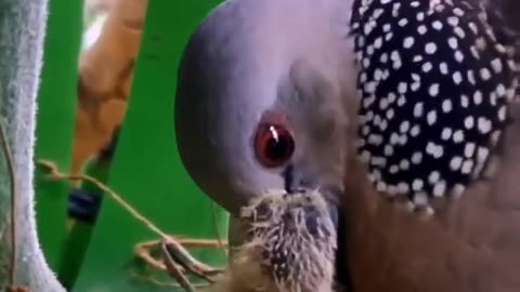 Mother Bird Eats Up Baby Break Feeding Throat Milk Dove Feeding Baby Dove in Nest,