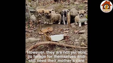 Puppies Begging