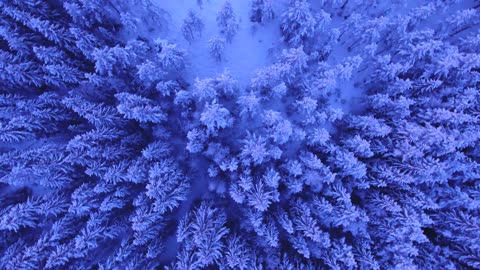 The Majesty of Winter: Aerial View of a Scenic Forest and White Snowy Trees in the Cold Environment