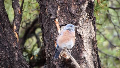Western Bluebird Bird Perched Tree Forest Nature