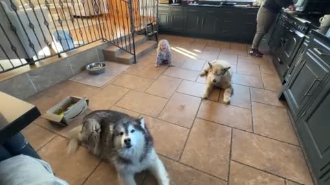 Adorable Baby Girl Convinces Wolves To Howl! They Go Crazy! (Cutest Ever!!)