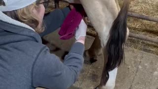 How to milk a cow part 1 of 7