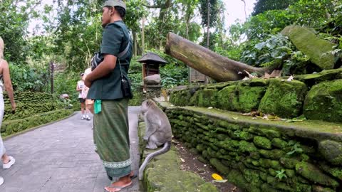 Monkey respectfully requests food from a guide in Bali, Indonesia