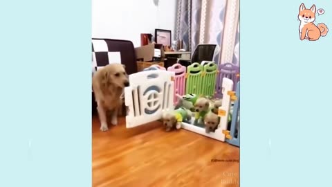 FUNNY DOG VIDEOS YOU'LL LOVE THAT