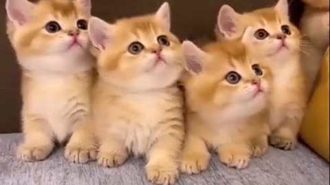 Funniest Videos 2023 😂 Funny Cats 🐱 #cute #cat #short