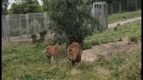 When Male Tiger mates with Female Lion