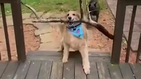 Super Funny Dog Videos